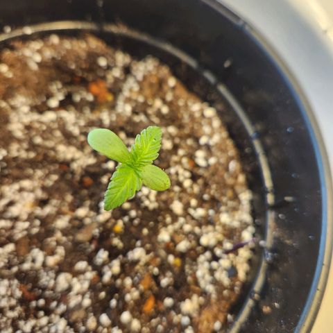 Purple growlog timeline photo