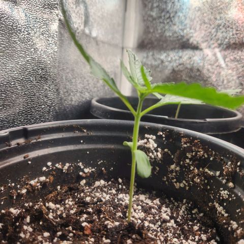 Mystery Strain growlog photo: Getting so many leaves!!!