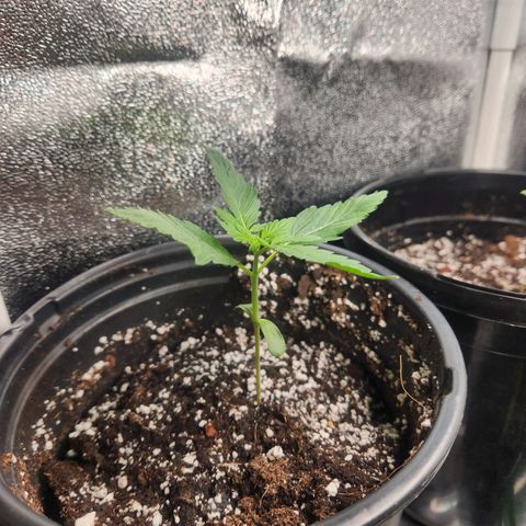 Mystery Strain growlog photo: Getting so many leaves!!!