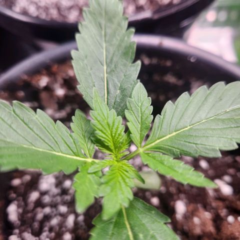 Mystery Strain growlog photo: Getting so many leaves!!!