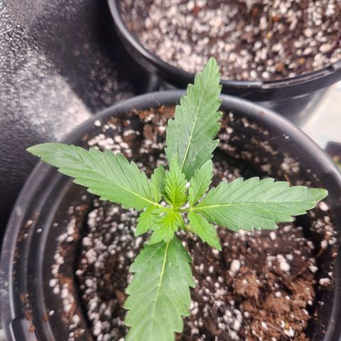 Mystery Strain growlog photo: Getting so many leaves!!!