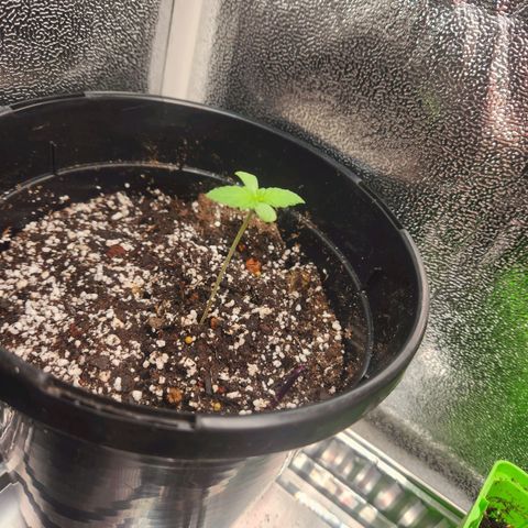 Purple growlog timeline photo