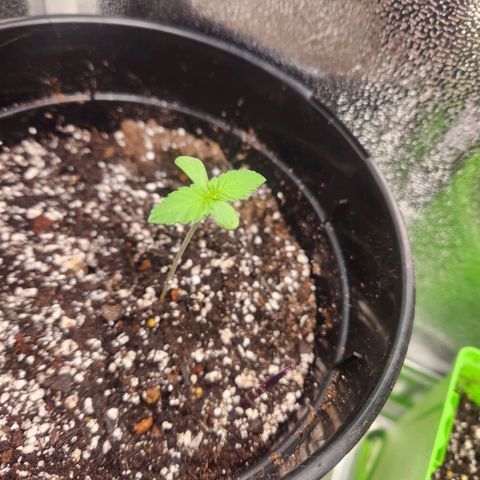 Purple growlog timeline photo