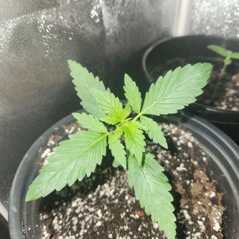 Mystery Strain growlog timeline photo