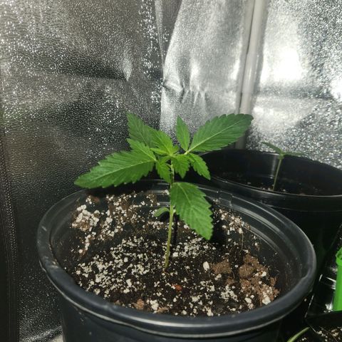 Mystery Strain growlog timeline photo