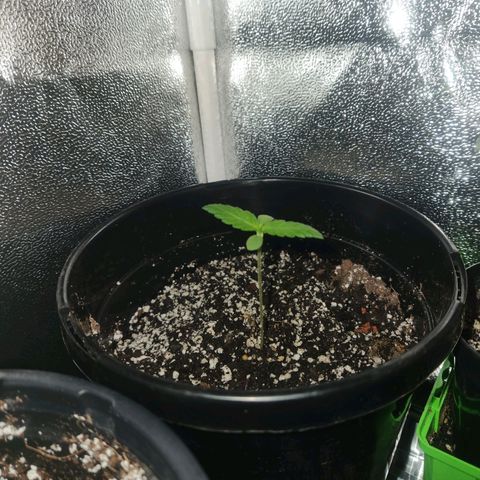 Purple growlog timeline photo
