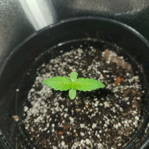 Purple growlog timeline photo