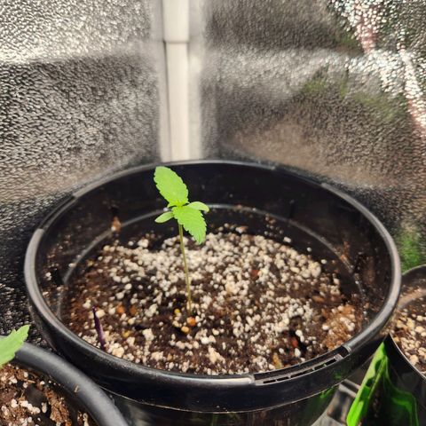 Purple growlog timeline photo