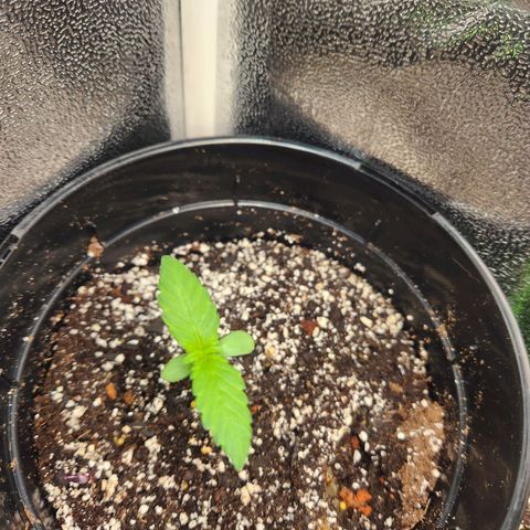 Purple growlog timeline photo