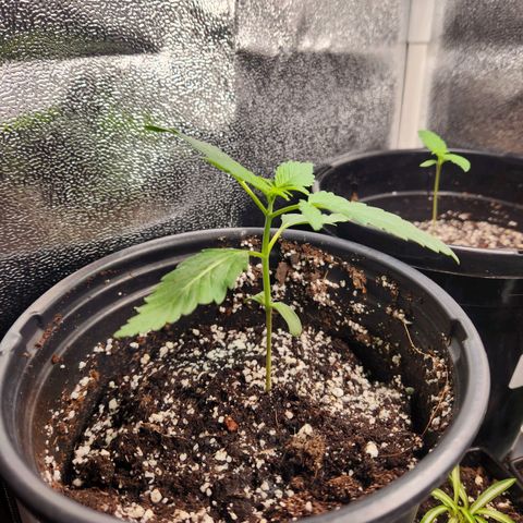 Mystery Strain growlog timeline photo