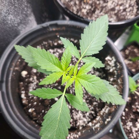 Mystery Strain growlog photo: Growing so nicely!! 🥲 super excited 