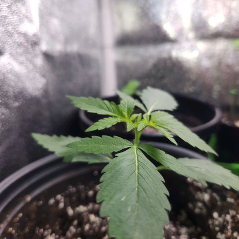 Mystery Strain growlog photo: Growing so nicely!! 🥲 super excited 