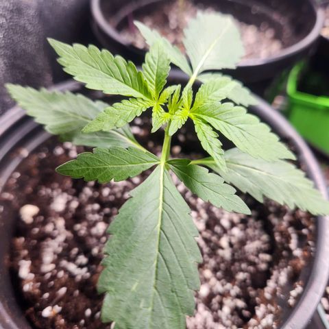 Mystery Strain growlog photo: Growing so nicely!! 🥲 super excited 