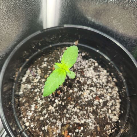 Purple growlog timeline photo