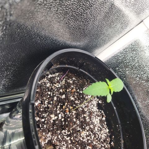 Purple growlog timeline photo