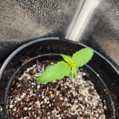Purple growlog timeline photo