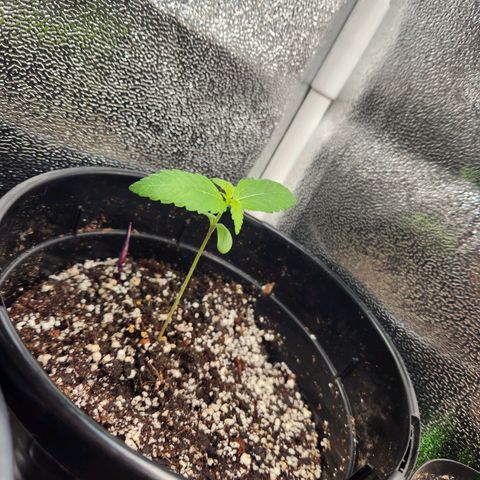 Purple growlog timeline photo
