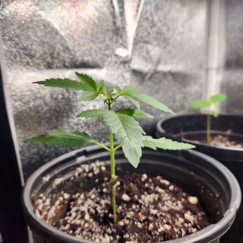 Mystery Strain growlog photo: So so pretty, putting out more and more leaves!! 