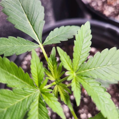 Mystery Strain growlog photo: So so pretty, putting out more and more leaves!! 