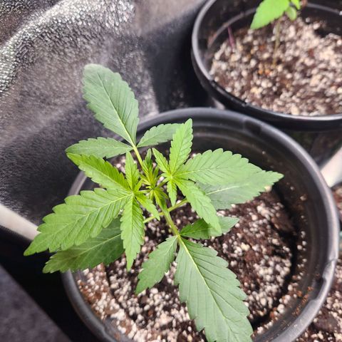 Mystery Strain growlog photo: So so pretty, putting out more and more leaves!! 