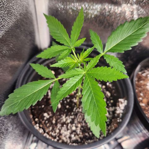 Mystery Strain growlog timeline photo