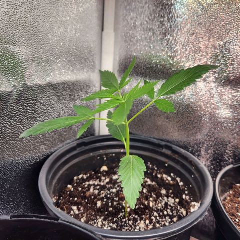 Mystery Strain growlog timeline photo