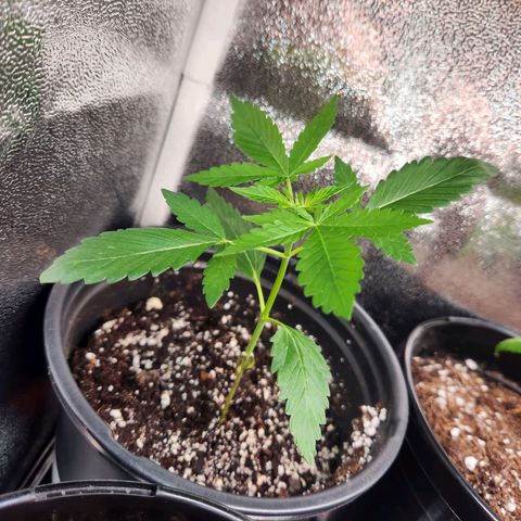 Mystery Strain growlog timeline photo