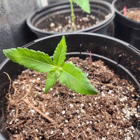 Purple growlog timeline photo