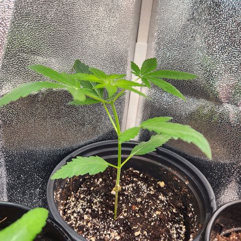 Mystery Strain growlog timeline photo