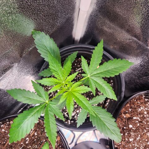 Mystery Strain growlog timeline photo