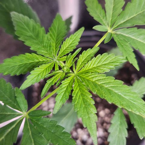 Mystery Strain growlog timeline photo