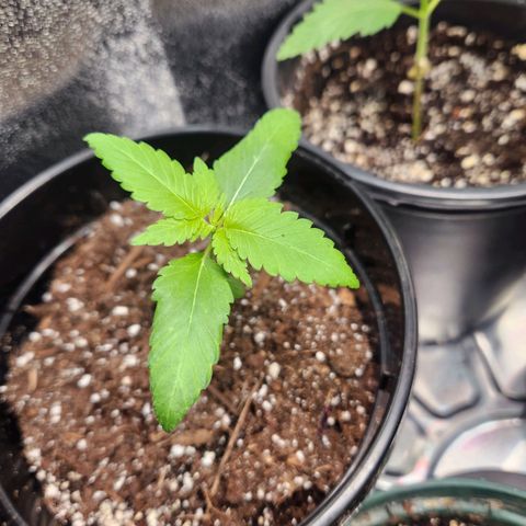 Purple growlog timeline photo