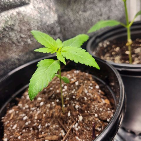 Purple growlog timeline photo