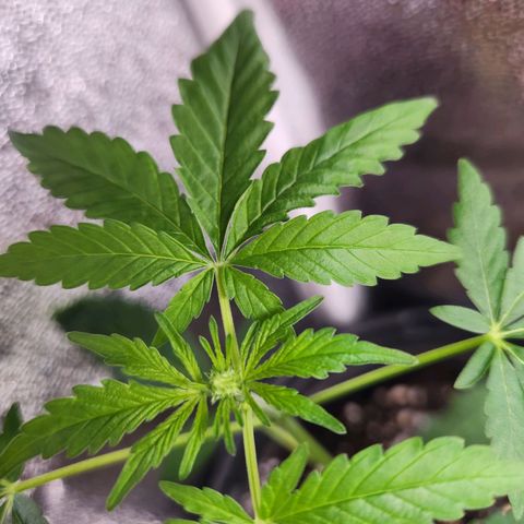 Mystery Strain growlog timeline photo