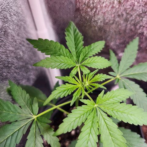 Mystery Strain growlog timeline photo