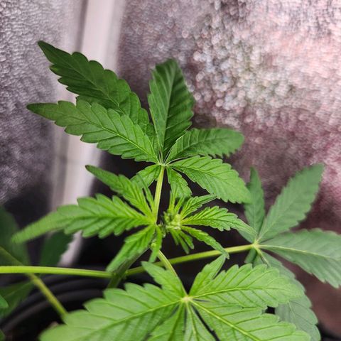Mystery Strain growlog timeline photo