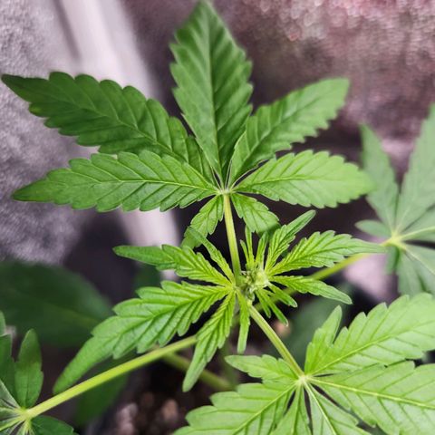 Mystery Strain growlog timeline photo