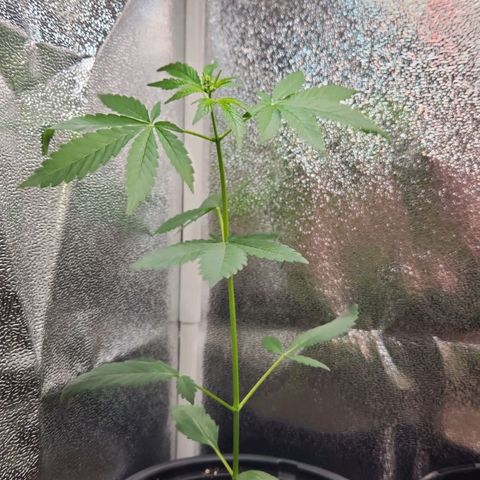 Mystery Strain growlog photo: Getting so tall!! I keep having to move the light up each day!