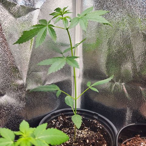Mystery Strain growlog photo: Getting so tall!! I keep having to move the light up each day!