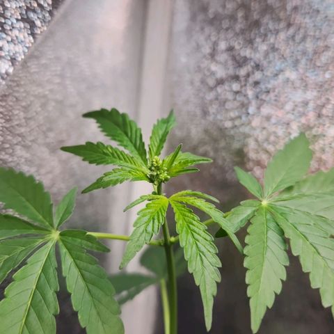 Mystery Strain growlog photo: Getting so tall!! I keep having to move the light up each day!