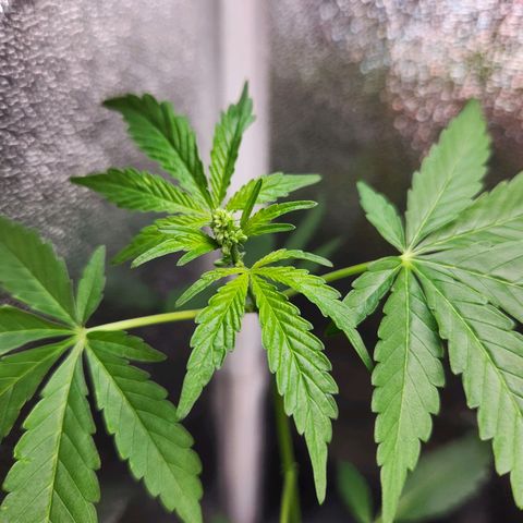 Mystery Strain growlog photo: Getting so tall!! I keep having to move the light up each day!