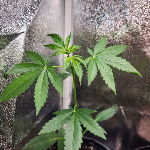 Mystery Strain growlog photo: Getting so tall!! I keep having to move the light up each day!