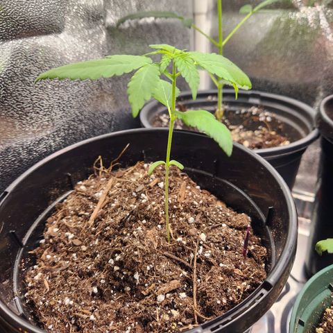 Purple growlog timeline photo