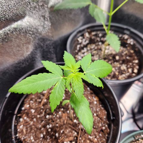 Purple growlog timeline photo