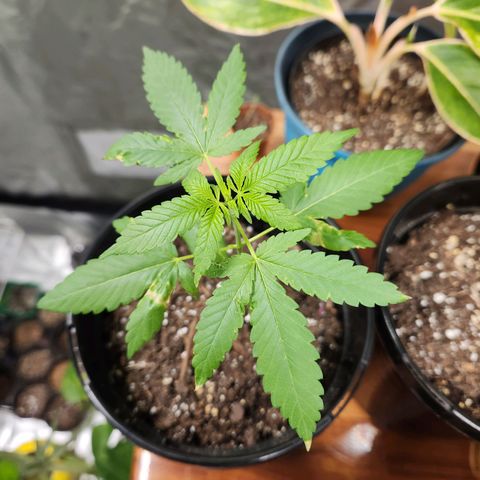 Purple growlog timeline photo