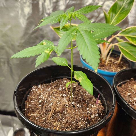 Purple growlog timeline photo