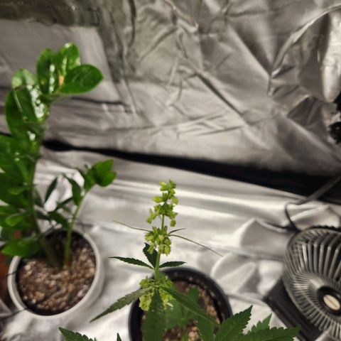 Mystery Strain growlog photo: Think it's a male :((((