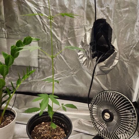 Mystery Strain growlog photo: Think it's a male :((((
