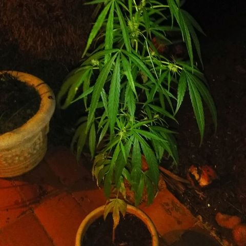 Tree #1 growlog timeline photo