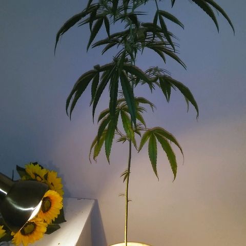 Tree #1 growlog photo: New leaf's